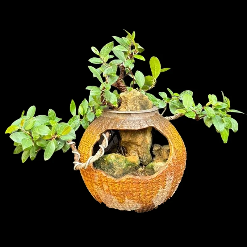 FICUS MICROCARPA